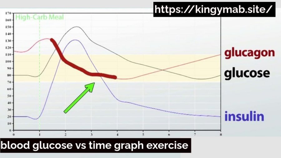 blood glucose vs time graph exercise