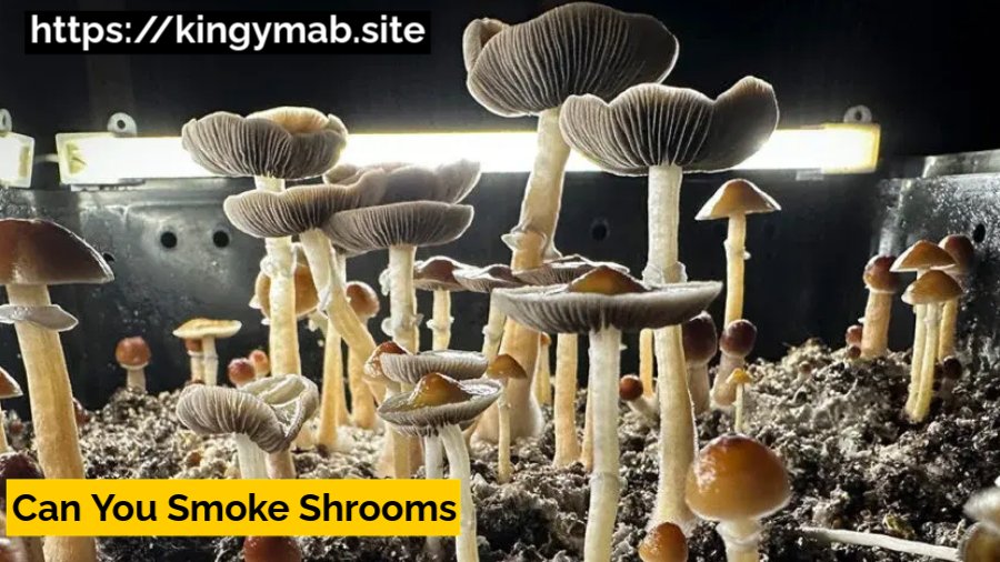 Can You Smoke Shrooms