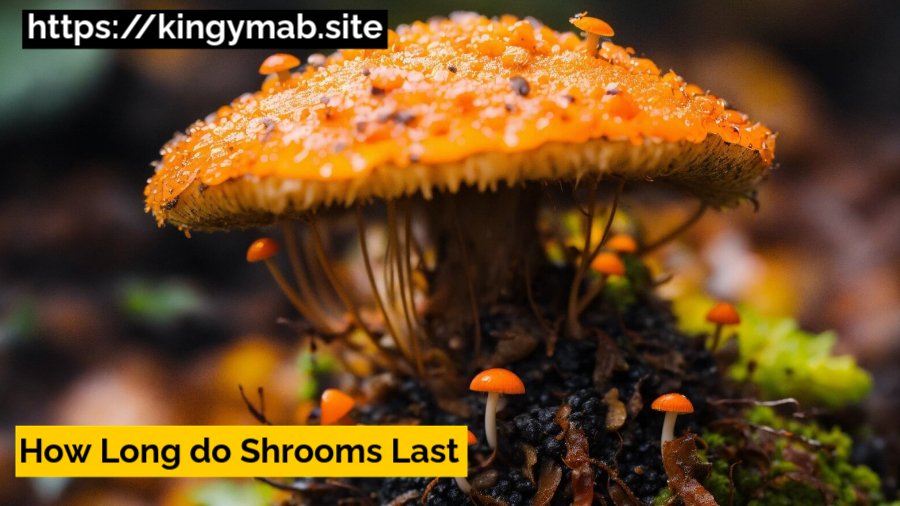 how long do shrooms last